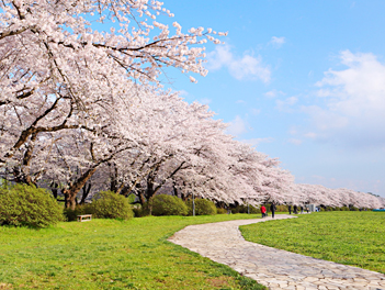 【東北歐嗨喲】東北奧入瀨溪、櫻花百選名所、秋田內陸鐵道、猊鼻溪遊船溫泉美食五日【星宇航空，仙台進出】