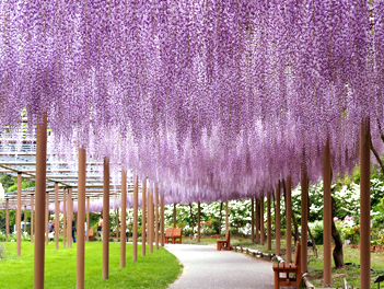 【悠閒時光】名古屋濱名湖、浪漫花見溫泉６日（日本平纜車、大井川鐵道列車、大室山～空中吊纜、駿河灣渡輪、掛川花鳥園）