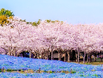 【精緻日本旅遊】福岡粉色櫻調～賞櫻百選岡城跡、櫻花廊、採草莓、三大蟹溫泉五日（午去晚回）【星宇航空．桃園/福岡】