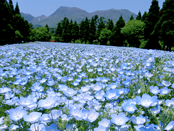 【元氣日本】福岡粉蝶花 & 鬱金香嘉年華～絕美花海公園、A5和牛燒烤、三大蟹吃到飽溫泉五日（萌熊電車、久住花公園、湯布院、鬼山地獄、門司港、太宰府天滿宮）【星宇航空、熊本進出】