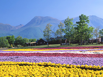【元氣日本】福岡粉蝶花 & 鬱金香嘉年華～絕美花海公園、A5和牛燒烤、三大蟹吃到飽溫泉五日（萌熊電車、久住花公園、湯布院、鬼山地獄、門司港、太宰府天滿宮）