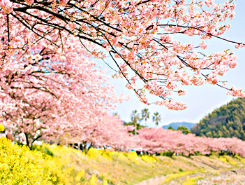 【悠閒時光】東京伊豆櫻花幻境５日（昭和記念公園、玻璃之森美術館、堂島洞窟遊覽船、大室山空中吊纜）