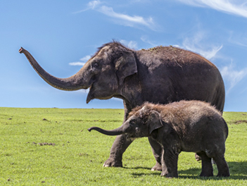 【精緻日本旅遊】熊本FUN風親子同樂必選～自然動物園、水族館、三大蟹美食５日（柳川遊船、SAPPORO啤酒工廠、萌熊電車、海洋世界海之中道、湯布院、海地獄）【星宇航空．桃園/熊本進出】