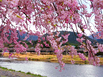 【悠閒時光】花見海之京都天橋立～MIHO美術館、美山合掌村、醍醐寺、水上巴士賞櫻雙溫泉六日