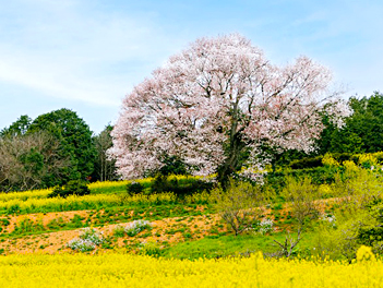 【星心假期】九州長崎經典夜櫻５日（舞鶴公園、百年一本櫻、御船山夜櫻、松浦鐵道、珍珠九十九島、西海橋公園、櫻花隧道）