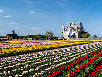 【精緻日本旅遊】北海道芝櫻鬱金香、阿寒湖遊船三大蟹、和牛水酒無限暢飲五日(摩周湖、東藻琴芝櫻公園、丹頂鶴自然公園、上湧別鬱金香公園)【星宇航空、千歲進出】
