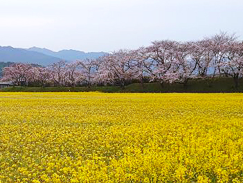 【悠閒時光】春色大阪南紀、賞櫻海景溫泉５日（紀三井寺、吉野山纜車、藤原宮跡、三段壁、那智大社、青岸渡寺）