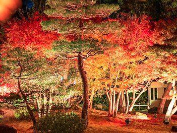 【精緻日本旅遊】秋賞楓夜山陰山陽漫遊記美食溫泉五日（岡山後樂園、夜訪倉敷美觀地區、由志園夜間賞楓、夢幻花鳥園、出雲大社、鳥取沙丘）【星宇航空、台中直飛神戶】
