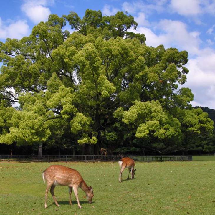 奈良公園